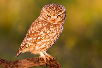 Cute owl