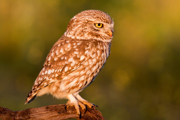 Cute owl