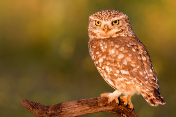 Cute owl