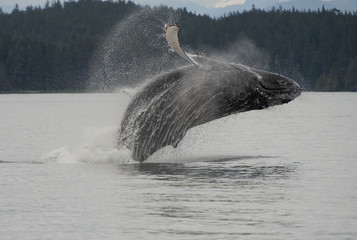 Breaching Humpback Whale, Alaska