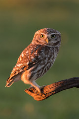 Cute owl