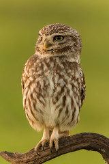 Cute owl
