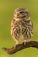 Cute owl