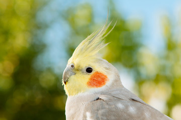 Beautiful parrot nymph