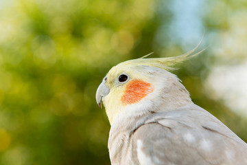 Beautiful parrot nymph