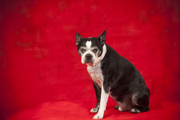 Boston Terrier in front of red background