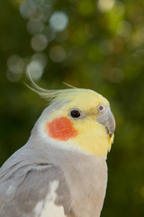 Beautiful parrot nymph