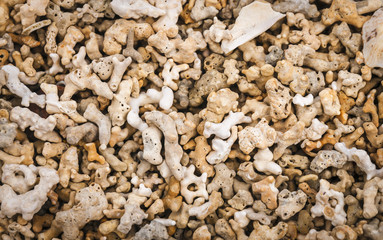 A close up image of dead coral found on a coral beach on the west coast of Ireland.