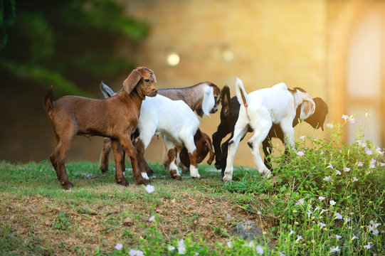 Goat Jumping Natural Background.