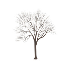 Ash-tree without leaves