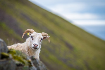 Icelandic goat on Akrafjall mountain in Iceland