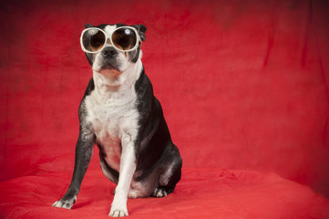 Boston terrier with disguise in front of red background