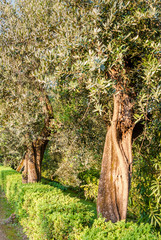 Old olive trees Rome, Italy