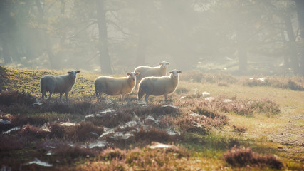sheep in the early morning light