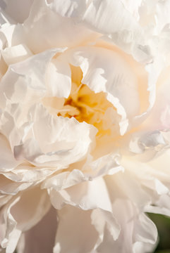 Fototapeta beautiful white peonies