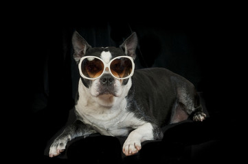 Boston Terrier dog with disguise in front of Black background