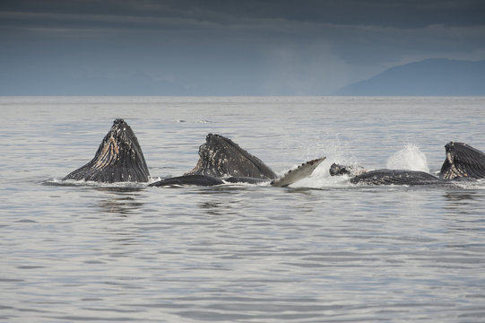 Whales Bubble Net Feeding