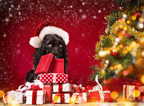 Black dog in santa outfit.
