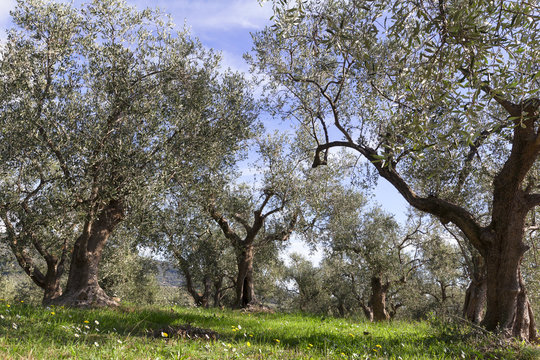 olive trees in liguria