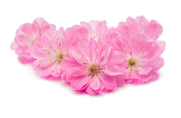 Fototapeta na wymiar sakura flowers