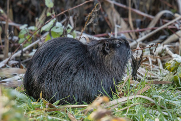 nutria