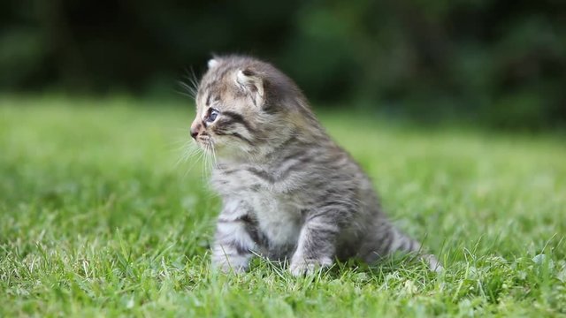 Tabby kitten sitting on grass