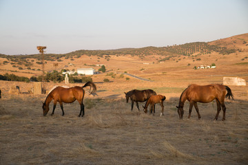 Fototapeta na wymiar Horses eating dry grass. summer