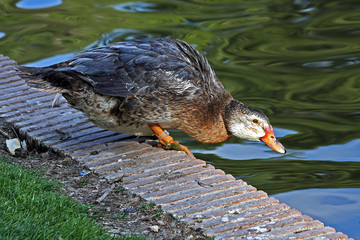 Duck 1