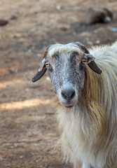 Goat with long gray hair. Israel