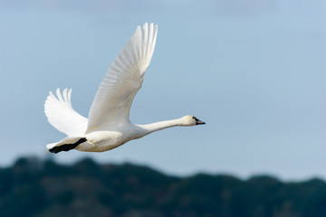 飛ぶ白鳥