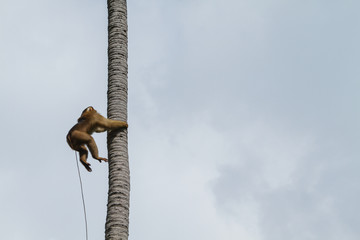 Monkey climbing for coconuts. Koh Samui, Thailand.