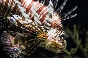 Fototapeta na wymiar lionfish