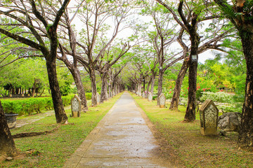 Tree alley in park. Langkawi, Malaysia.