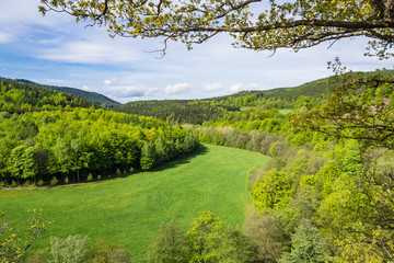 Fototapeta na wymiar Landschaft mit Wald und Wiese im Thüringer Wald