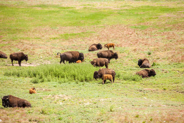 Herd of buffaloes with their little once