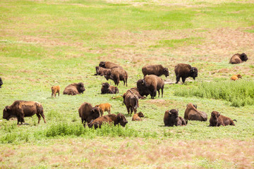 Herd of buffaloes with their little once