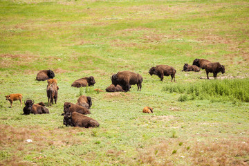 Herd of buffaloes with their little once