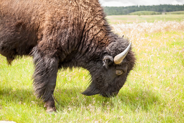 Close up of big buffalo.