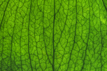 Obraz premium macro view of the fresh green leaf 