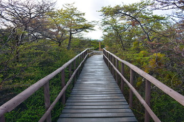 Fototapeta premium Landscape of volcano and forest in Patagonia Chile