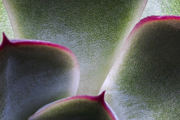 macro view of succulent plant leaves which makes pattern 