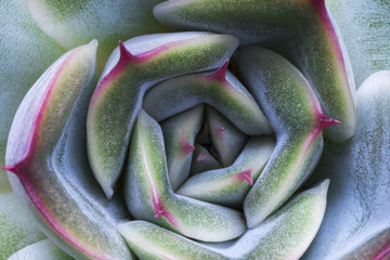 macro view of succulent plant leaves which makes pattern 