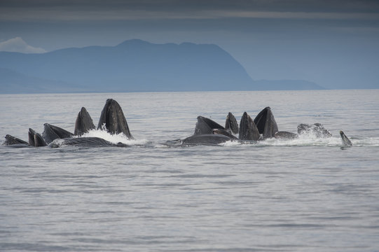 Bubble Feeding Humpback Whales