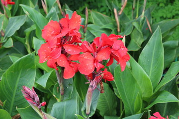Indian flower cane (canna hybrid) in &Oslash;rstedsparken Copenhagen, Denmark 