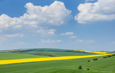 Obraz premium beautiful white clouds above spring colored fields in Czech Republic