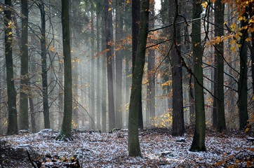 Las w zimowej szacie