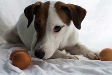 Jack Russell and eggs, dog eggs, year of the rooster