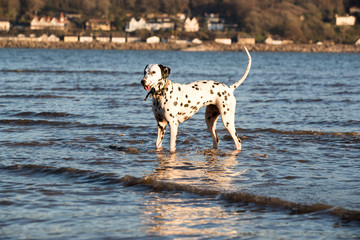 Happy dalmatian dog standing in sea water