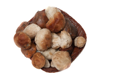 Mushrooms on a white background.