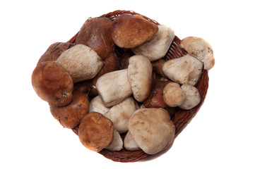 Mushrooms on a white background.
